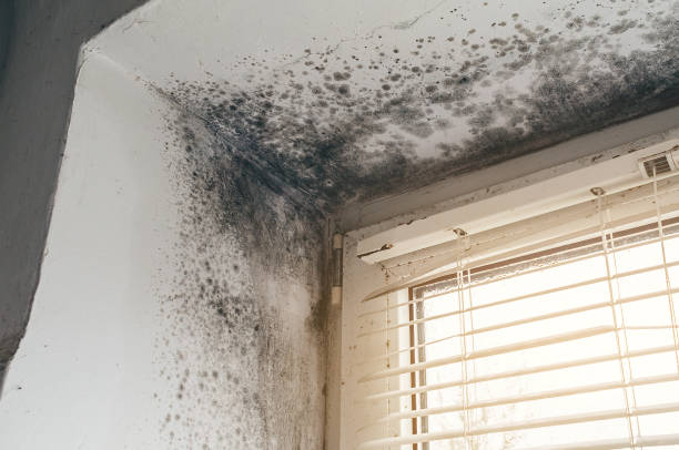 Trusted Commercial Mold Remediation service in Paris, TN - Cheap Mold Removal