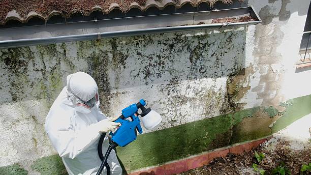 Top rated local Mold Remediation specialists in Paris, TN